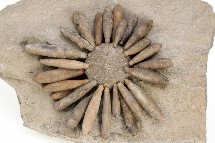 Jurassic Club Urchin (Gymnocidaris) - Boulemane, Morocco #217843